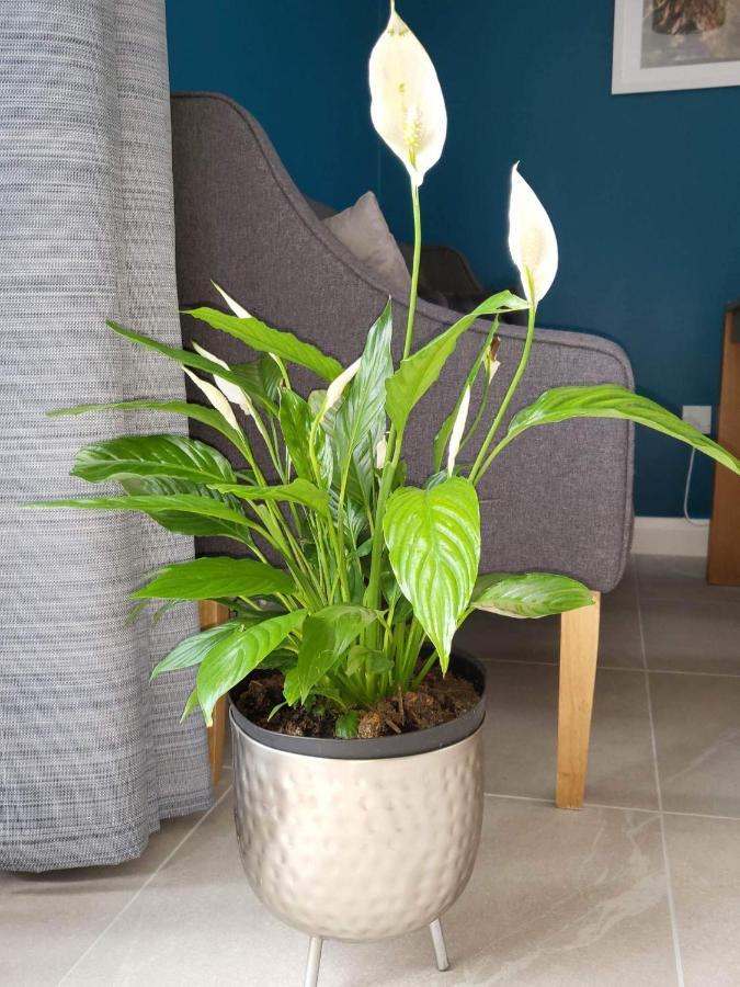 Ross Mill Apartment Belfast Ngoại thất bức ảnh
